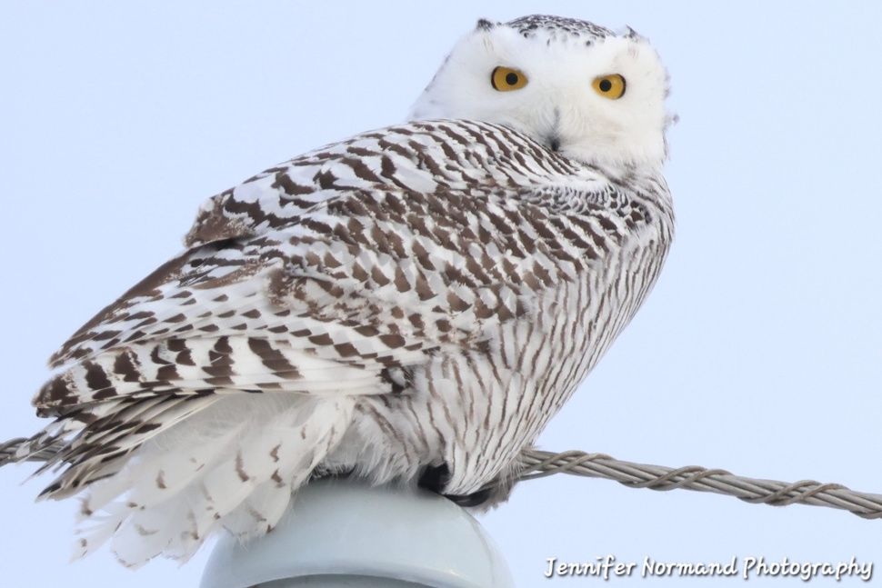 Photo of owl taken by Jen Normand